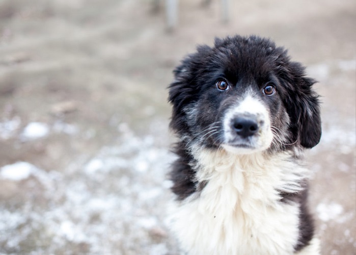 Jetzt mitmachen: Spenden-Marathon für hungernde Tiere in Europa