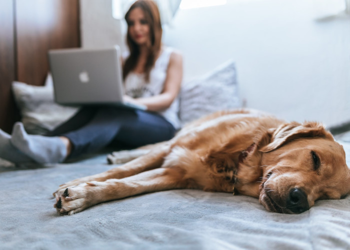 Homeoffice mit Hund